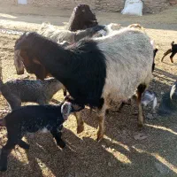 ۴بز.۸ تا بزغاله دارن|حیوانات مزرعه|کنگاور, |دیوار