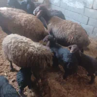 میش زاییده بره گوسفند|حیوانات مزرعه|بن, |دیوار