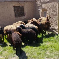 میش بره دار بره بزرگ فریمان