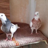 یه جفت مفلق جیرگناری تر
