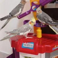 طوطی عروس|پرنده|گنبد کاووس, |دیوار