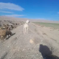 سگ گله|سگ|سیدآباد, |دیوار