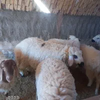 بره نر چاق|حیوانات مزرعه|آیسک, |دیوار