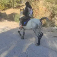 فروشی نژاد درشوری