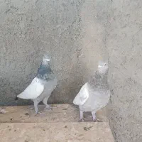 کفتر دمبی وسینه|پرنده|شیراز, دارالرحمه|دیوار