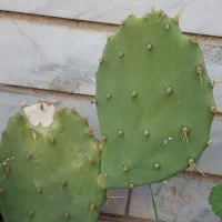 گل طبیعی|گل و گیاه طبیعی|الشتر, |دیوار