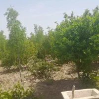 فروش فوری باغ بایک ساعت اب درخوسف