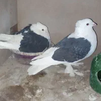 کفتر کل سفید ،کربلایی،پشتدار،پاکستانی،سرور معاوضه|پرنده|قنوات, |دیوار