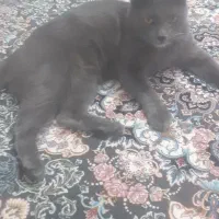 گربه نر اسکاتی دوساله کاملا خانگی ودست اموز|گربه|قدس, شهر‌قدس|دیوار