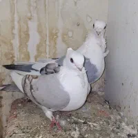 جفت ساتن خشگل تزئینی