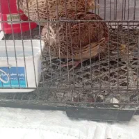 دو عدد بلدرچین ماده تخم گذار فقط 140|حیوانات مزرعه|کاشمر, |دیوار