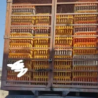 اتاق مسقف مشبک 350قفسی|خودرو سنگین|شیراز, کوشک بیدک|دیوار