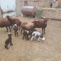 ۴ عدد میشه بره دار بره های پلنگی