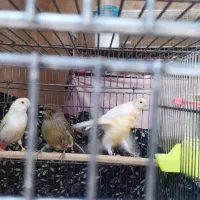 قفس حرفه ای