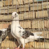 کبوتر دورگ|پرنده|کارون, |دیوار