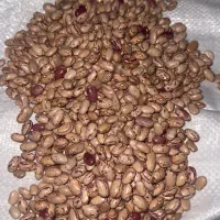 لوبیا