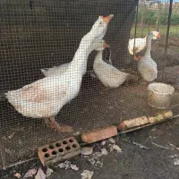 قو غاز لیندا