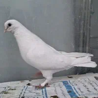 کبوتر سفید حندقی ماده|پرنده|قم, انسجام|دیوار