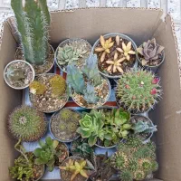 پک کاکتوس و ساکولنت