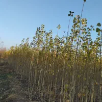 فروش صنوبر به صورت عمده و خرده