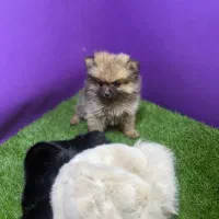 توله پامرین خرسی|سگ|تهران, پارک شهر|دیوار