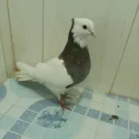 3عدد کبوتر طوقی درجه یک نثل عالی|پرنده|گله دار, |دیوار