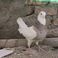 کفتر طوقی ماده