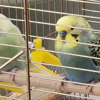 واگذاری مرغ عشق|حیوانات|سنندج, |دیوار