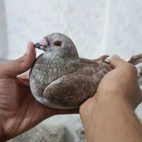سخریج پلاکی گم کردم|پرنده|اهواز, آسیاباد|دیوار