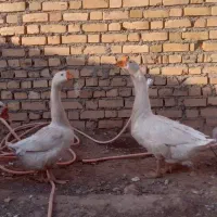 قوغاز اکراینی لیندا