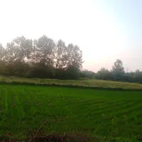 شالیزار(زمین کشاورزی)3000مترمربع