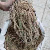 عفونت  . گیاهی . لیابل . مشاور|آرایشی، بهداشتی، درمانی|بندرعباس, |دیوار