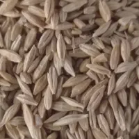 گندم .جو دیمی بذری درشت.|لوازم جانبی حیوانات|کبودرآهنگ, |دیوار