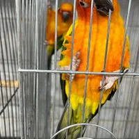 جفت مولد راهب وخورشیدی جوجه راهب|پرنده|پاکدشت, پاکدشت (مامازند)|دیوار