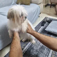 ماده شیتزو دو ساله|سگ|کرج, مهرویلا جنوبی|دیوار