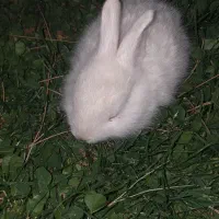 خرگوش ماده