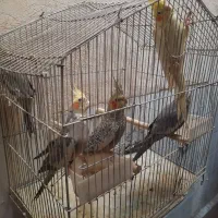 عروس هلندی ۶ تا