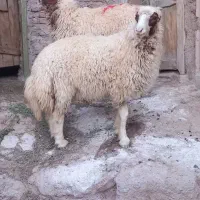 بره قوچی