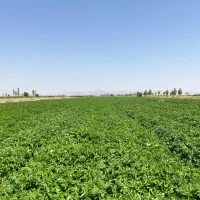 سیب زمینی بذری|عمده‌فروشی|بردسیر, |دیوار