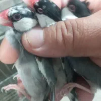 فنچ نرگسی شکلاتی|پرنده|اردبیل, |دیوار