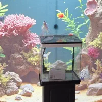 آکواریوم شرکتی|ماهی|اندیشه, اندیشه فاز ۱|دیوار