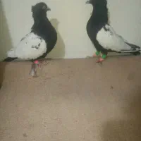 نروماده سینه سیاه کاکلی