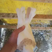 طوقی اجری خال سرکه ای نر|پرنده|سنندج, |دیوار