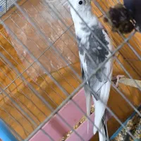 دوکت البینو شاه هیکیل