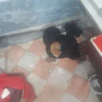 واگزاری گربه کوچک