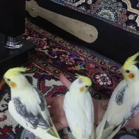 طوطی عروس هلندی البینو لوتینو