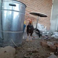 خروس لاری اصل|حیوانات مزرعه|بناب, |دیوار