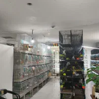 برزیلی، قناری، قفس، گرینچیک|پرنده|رشت, جانبازان|دیوار