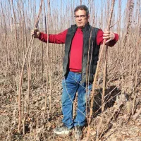 گردو پیوندی و انواع نهال