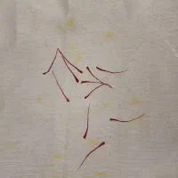 زعفران برداشت امسال اول فصلی